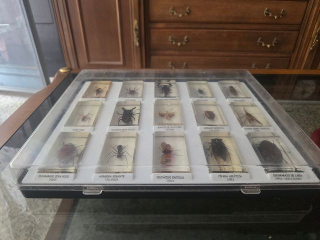 Colección insectos resina: 15 piezas