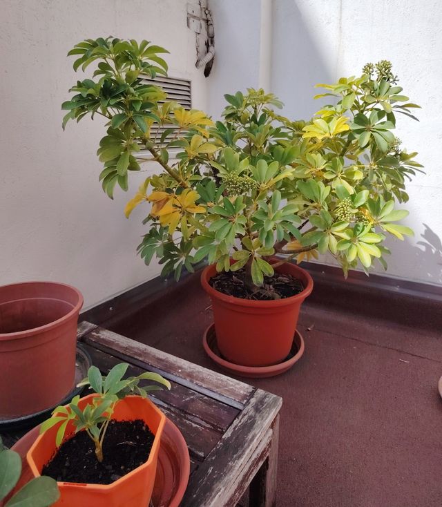 Schefflera arboricola planta natural