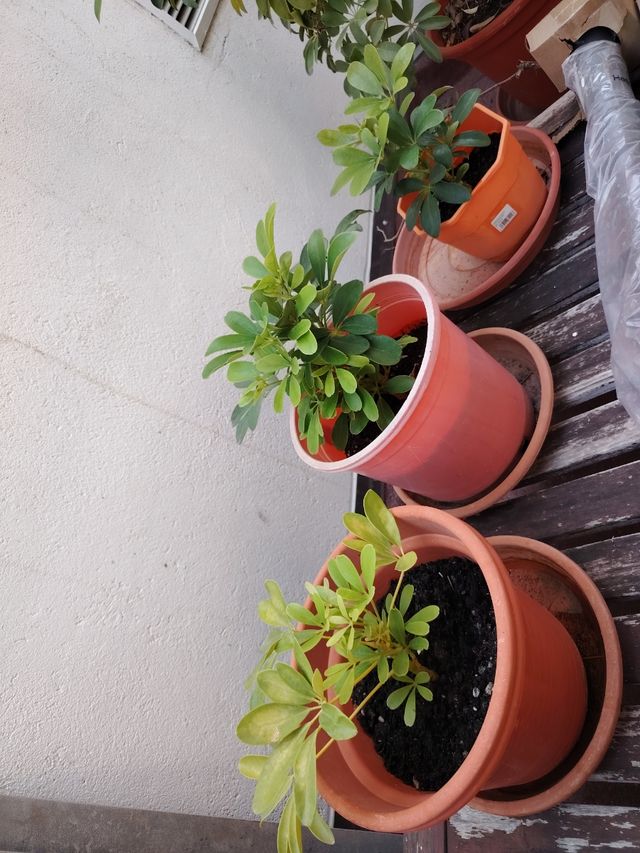 Schefflera arboricola planta natural