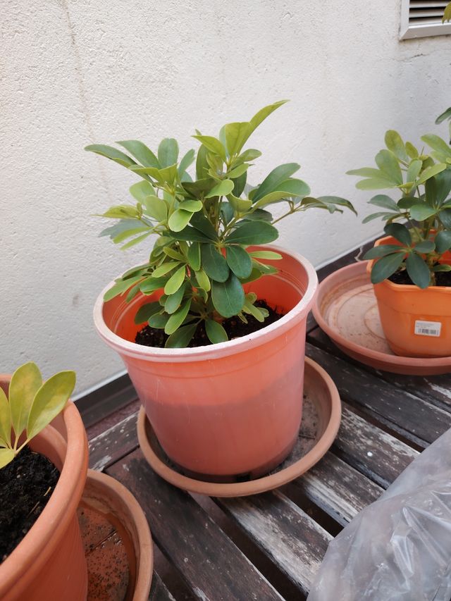 Schefflera arboricola planta natural