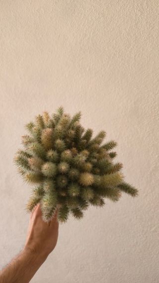 Ramo seco - decoração