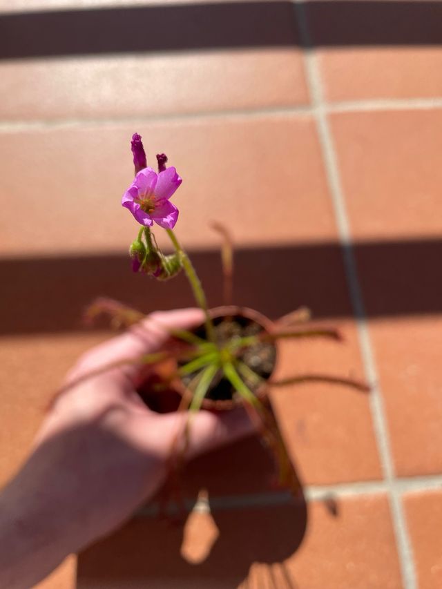 Drosera Capensis SEMI - pianta carnivora