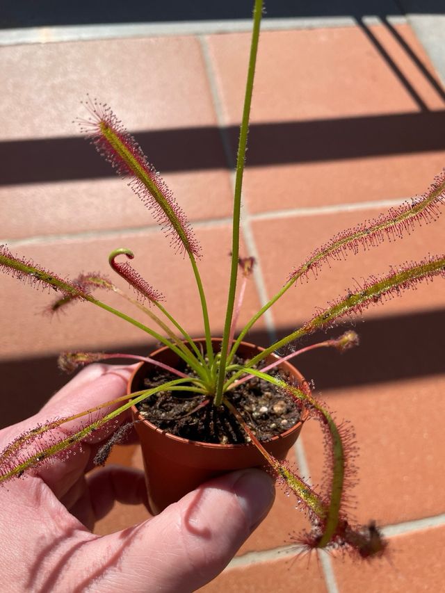Drosera Capensis SEMI - pianta carnivora