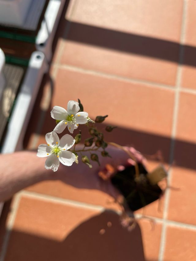 Drosera Binata SEMI - pianta carnivora