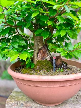 Bonsái Carpe Betulus - Espectacular