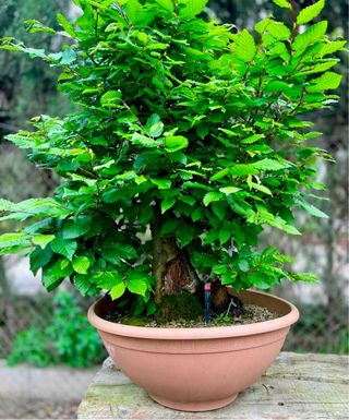 Bonsái Carpe Betulus - Espectacular