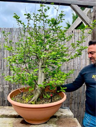 Bonsái Carpe Betulus