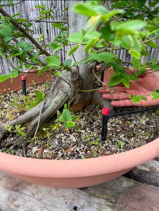 Bonsái Carpe Betulus