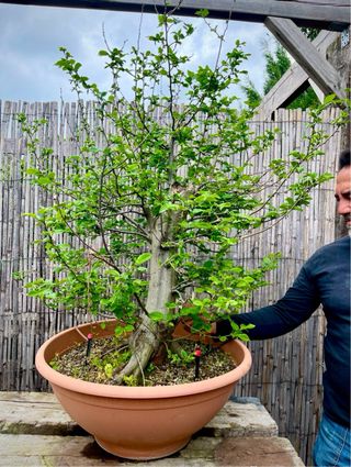 Bonsái Carpe Betulus