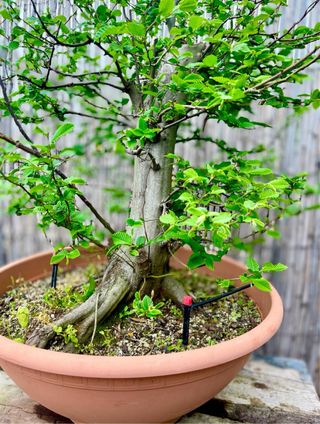 Bonsái Carpe Betulus