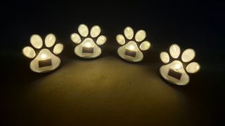 Coaching con perros en la naturaleza