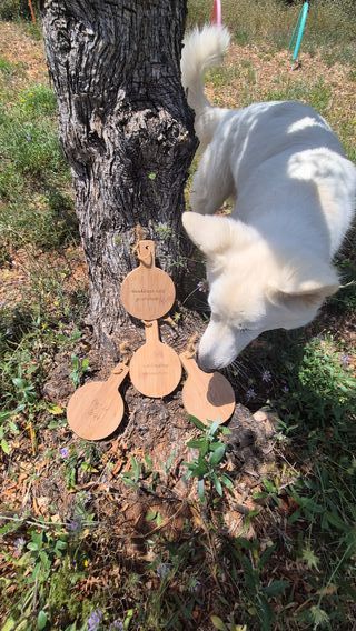 Coaching con perros en la naturaleza