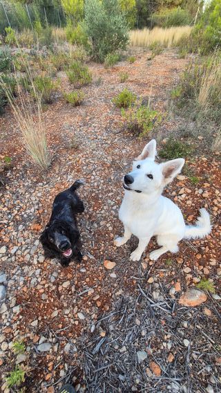 Coaching con perros en la naturaleza
