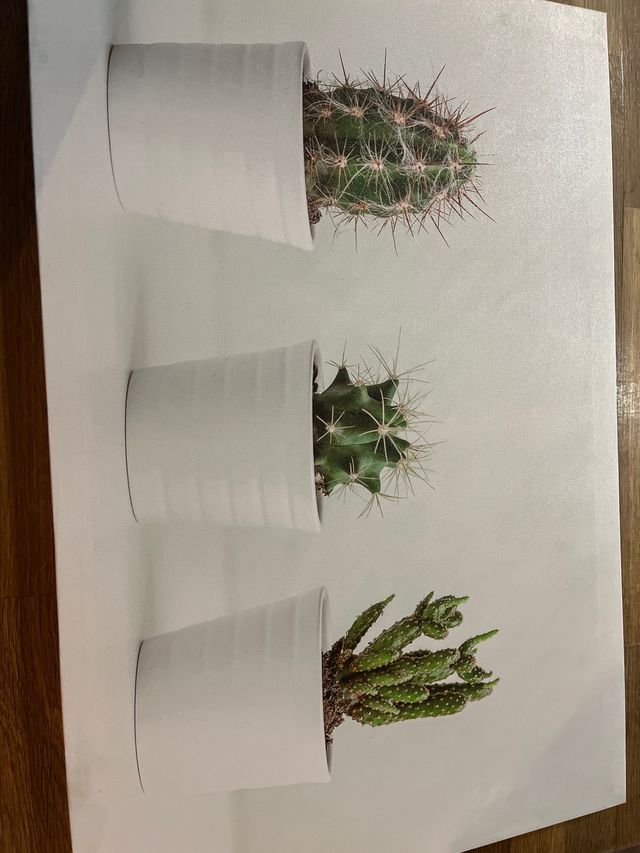 Cuadro cactus blanco y verde