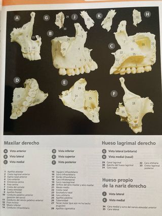Gran Atlas McMinn de Anatomia Humana (Spanish E...