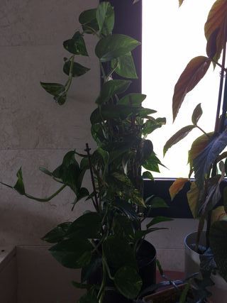 Planta Poto en maceta autorriego negra