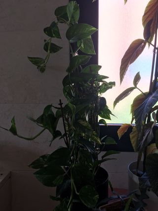 Planta Poto en maceta autorriego negra