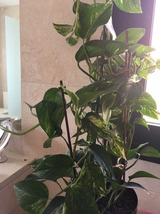 Planta Poto en maceta autorriego negra