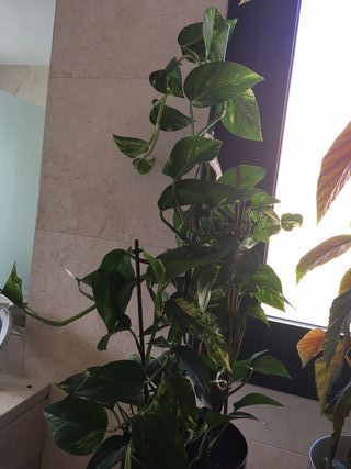 Planta Poto en maceta autorriego negra