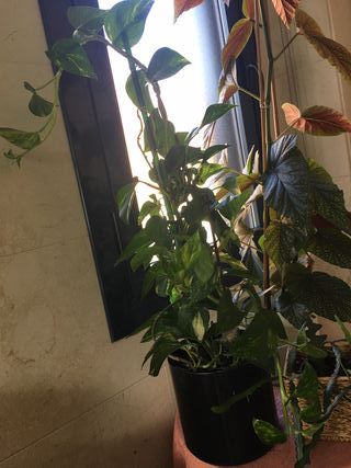 Planta Poto en maceta autorriego negra