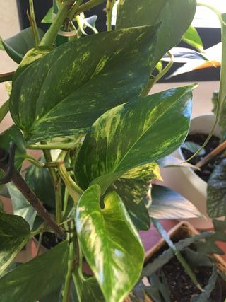 Planta Poto en maceta autorriego negra