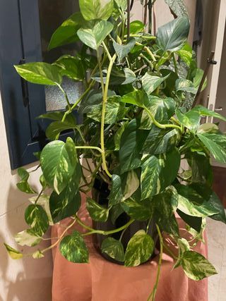 Planta Poto en maceta autorriego negra