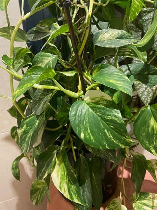 Planta Poto en maceta autorriego negra