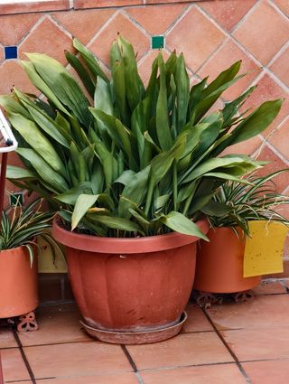 Planta de interior - Dracaena