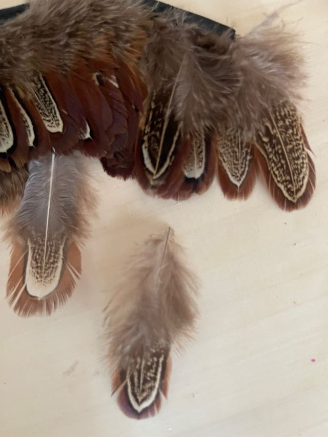 1m cinta pluma faisan 6cm. Moda/bisuteria/manualid