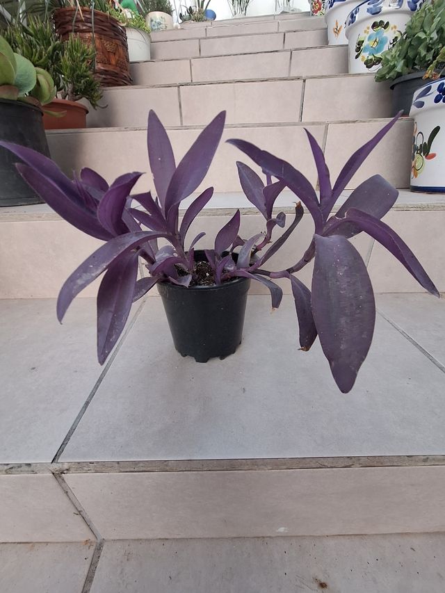 Planta Tradescantia Purpurea