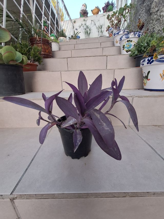 Planta Tradescantia Purpurea