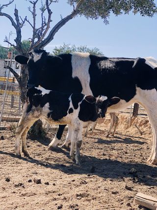 Vaca Suiza - 3 años
