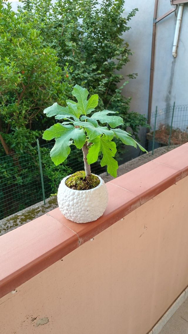 Bonsai Fico - Pianta in vaso