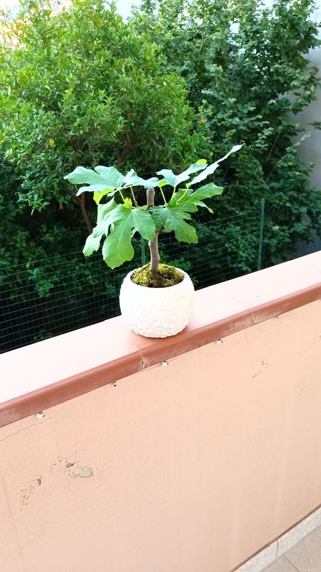 Bonsai Fico - Pianta in vaso