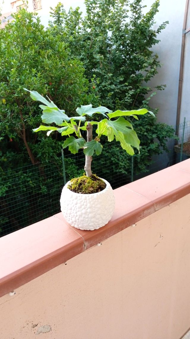 Bonsai Fico - Pianta in vaso