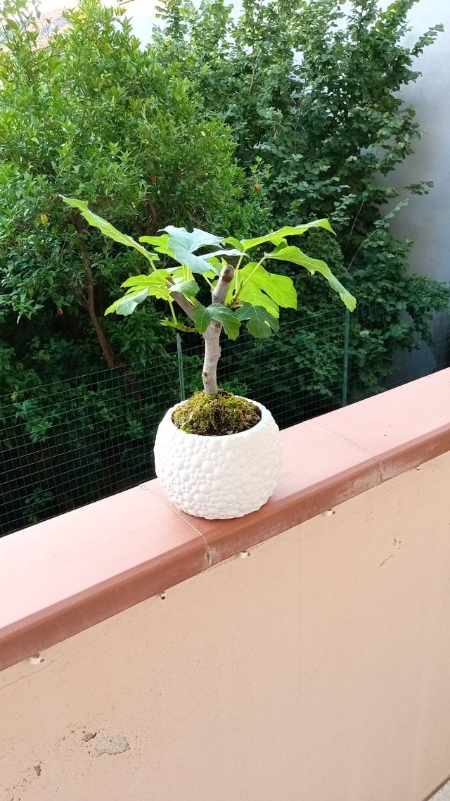Bonsai Fico - Pianta in vaso