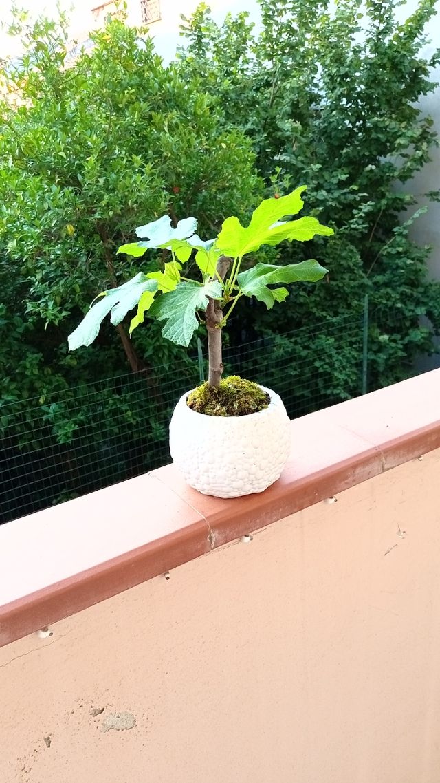 Bonsai Fico - Pianta in vaso