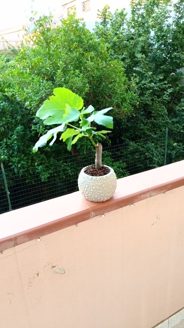Bonsai Fico - pianta