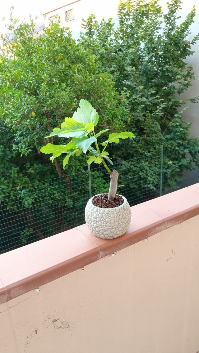 Bonsai Fico - pianta