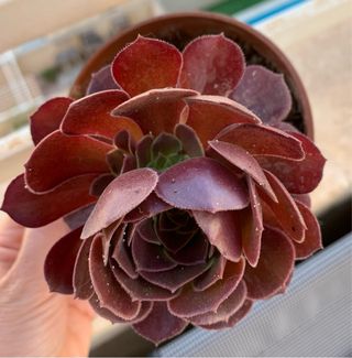 Aeonium suculenta roja