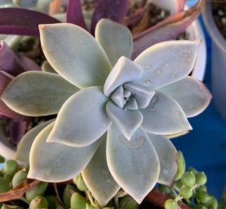 Graptopetalum Paraguayense suculenta