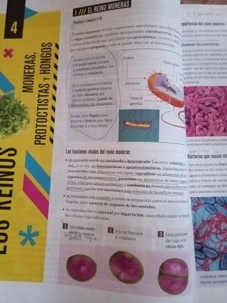 BIOLOGIA Y GEOLOGIA 1 ESO