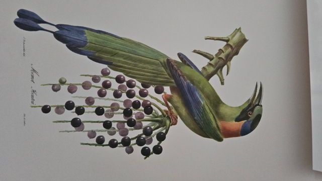 Láminas aves Brasil: 12 ilustraciones