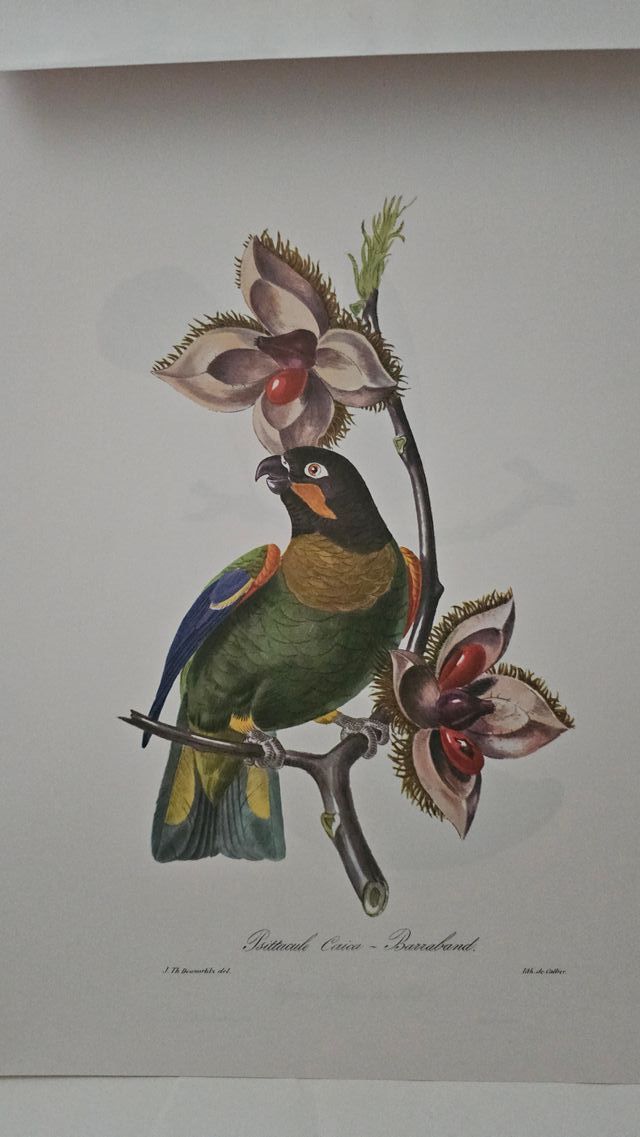 Láminas aves Brasil: 12 ilustraciones