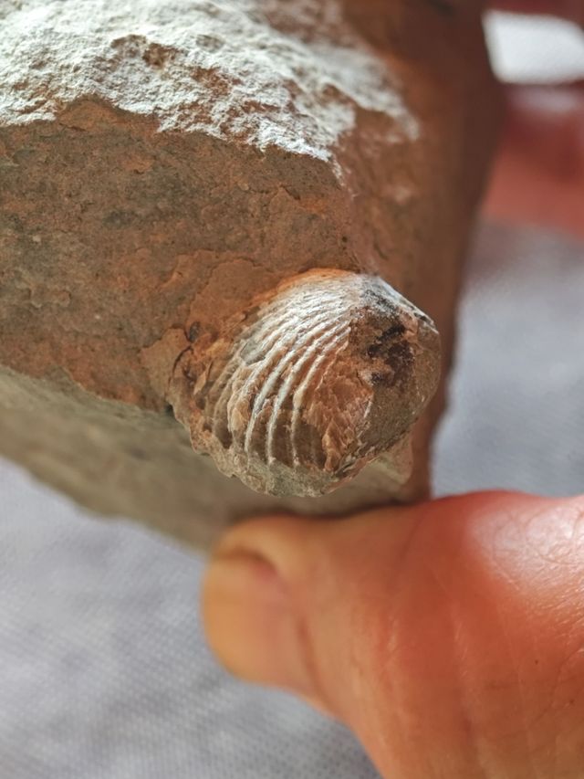 Fósil conchas