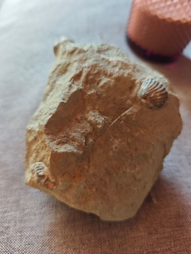 Fósil conchas