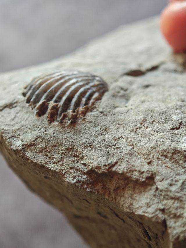Fósil conchas