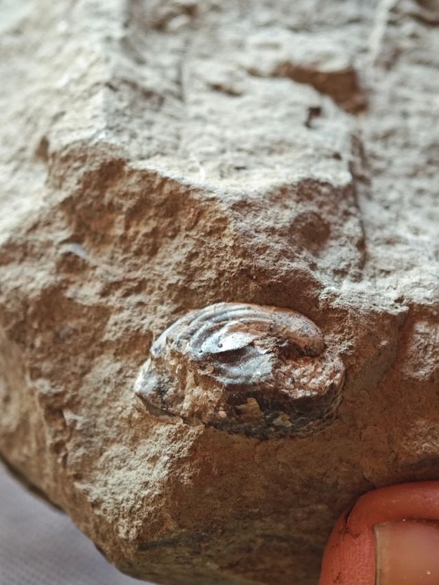 Fósil conchas