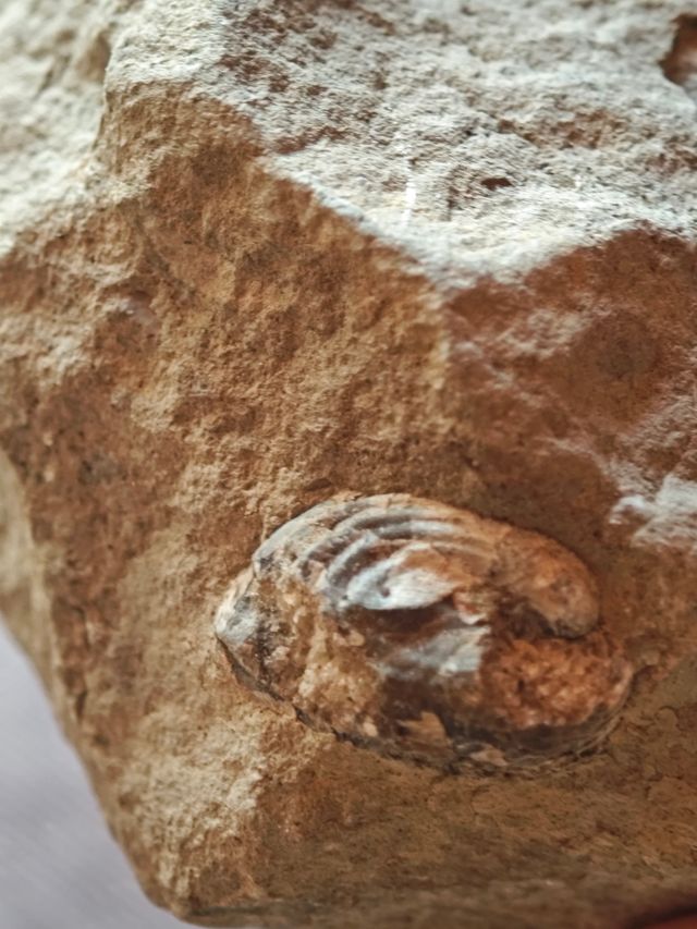 Fósil conchas