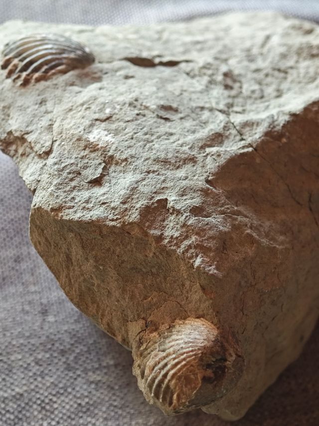 Fósil conchas